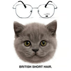 BRITISH SHORT HAIR glasses