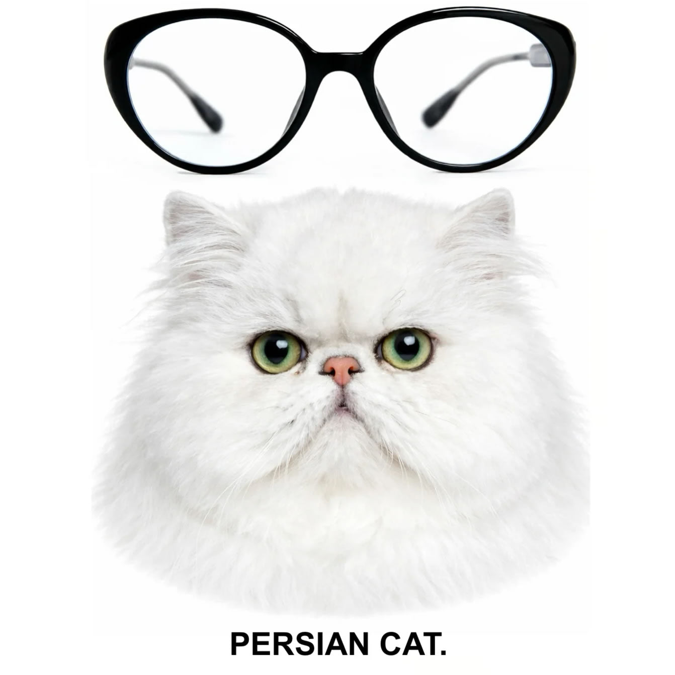 The Black Cat