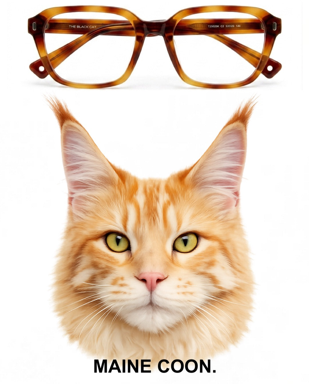 MAINE COON glasses