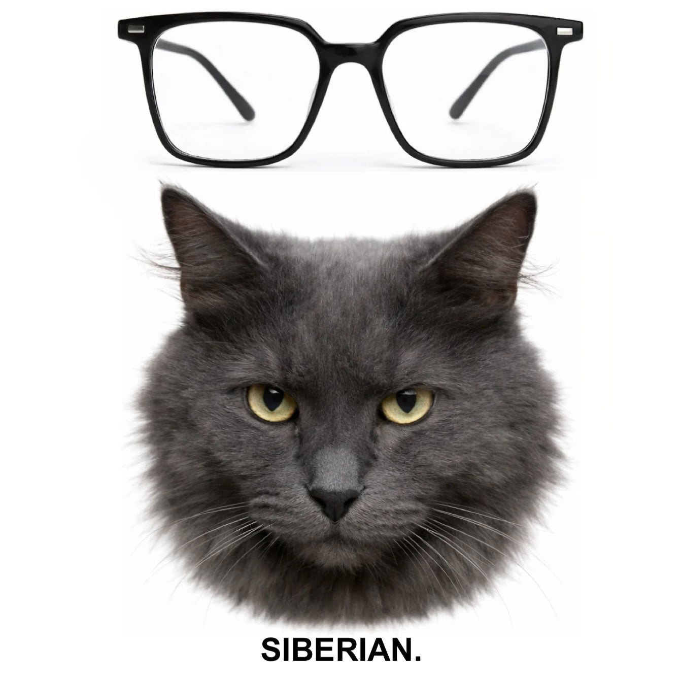 The Black Cat
