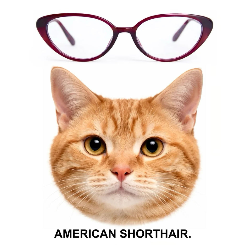 AMERICAN SHORTHAIR glasses