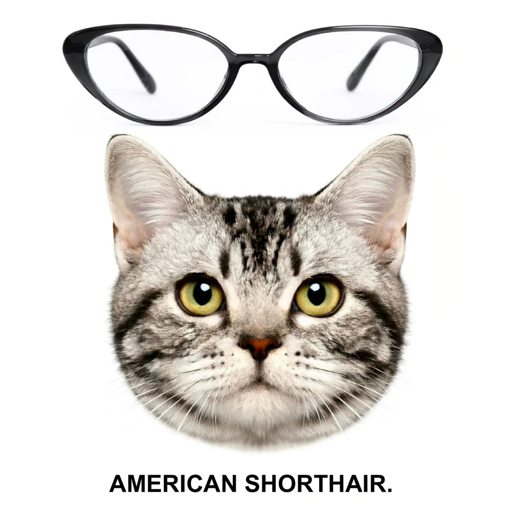 AMERICAN SHORTHAIR glasses